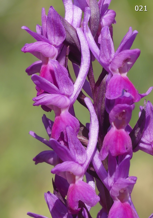 Dactylorhiza romana in una splendida variabilit - provincia di Caserta marzo 2019